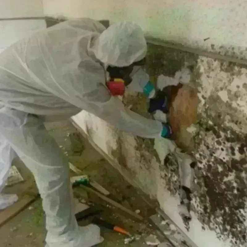 Mold Remediation and Removal in Botkins, OH